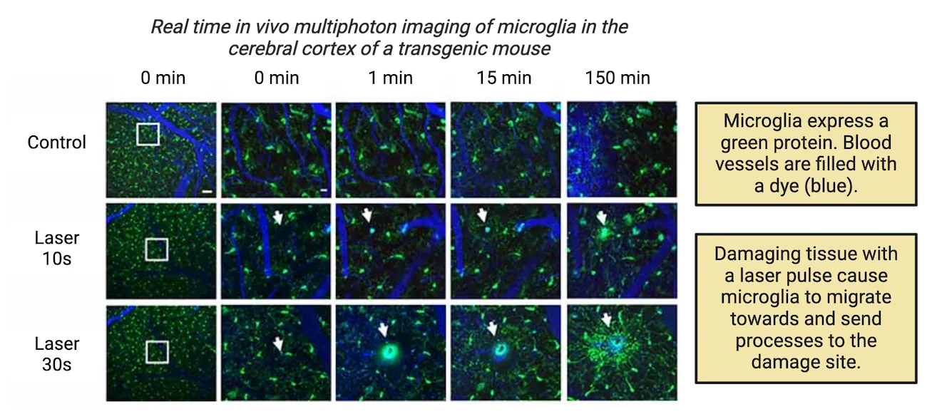 An array of fluorescent microscopy images from control brain and brain 10s or 30s after laser. These are real time in vivo multiphoton imaging of microglia in the cerebral cortex of a transgenic mouse. Images are at 0 min to 150 min. Microglia are made green and blood vessels are also shown in blue. The green signal in the laser treated brains shows that damaging tissue with a laser pulse cause microglia to migrate towards and send processes to the damage site (a green cloud emerges over time right around the location of the pulse).