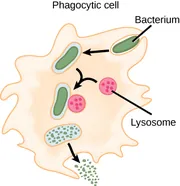 An irregularly-shaped phagocytic cell with many protrusions along its surface has a rod-shaped bacterium within an invagination at its upper right. An arrow points from this bacterium to a similar bacterium that is fully enclosed in membrane within the bacterium. Arrows point from this membrane-enclosed bacterium and from a nearby circular lysosome containing many small dots inside to show that the two come together with the lysosome adjacent to the right side of the bacterium. At the lower left, a similarly-shaped membrane contains many small dots and an arrow points to an opening formed by an invagination in the membrane that contains many small dots leaving the cell.