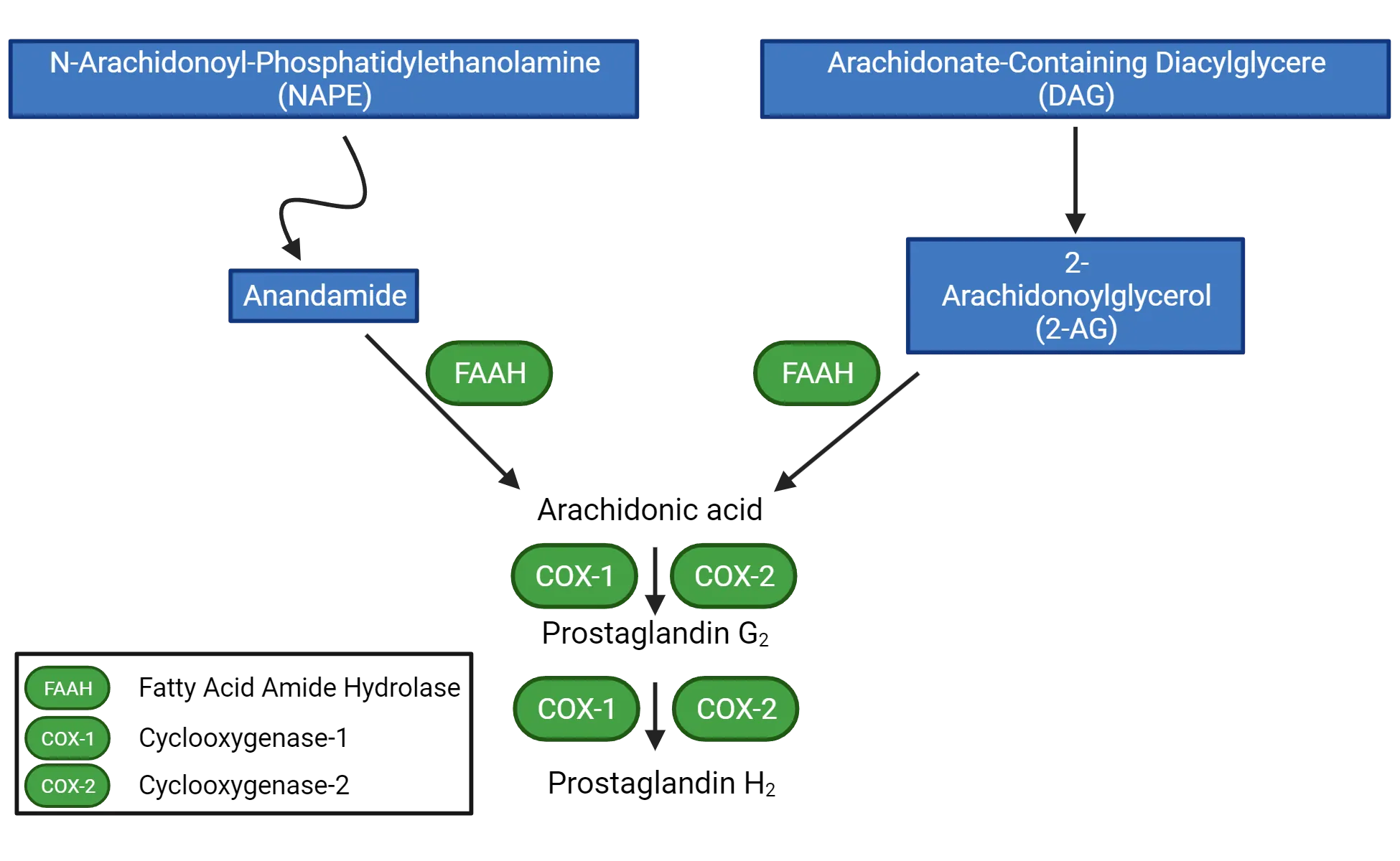 Chemical synthesis diagram showing NAPE leading to anandamide and DAG leading to 2-AG. Both products are converted to arachidonic acid by FAAH, which then becomes prostaglandin G2 then prostaglandin H2 (via COX-1 and COX-2 enzymes).