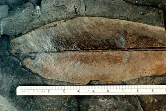 Photo shows a fossilized leaf that is more than ten centimeters long, brown and feather-shaped.