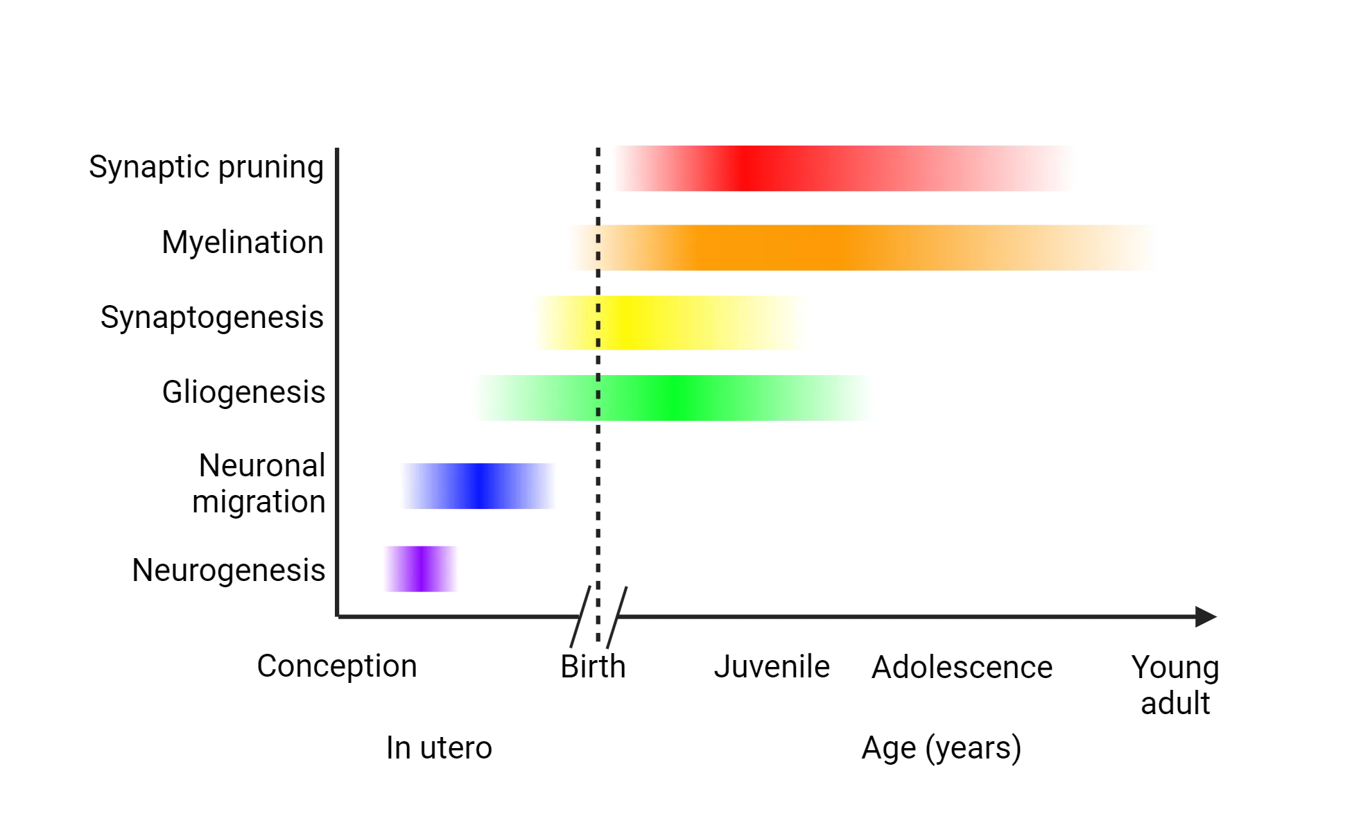 A diagram representing the timeline of 6 major developmental processes and when they peak. Before birth, neurogenesis then neuronal migration peak and end. Gliogenesis begins before birth but peaks shortly after it. Synaptogenesis begins right around birth and peaks in the 1st year, along with gliogenesis. Myelination begins after birth and peaks around age 10. Synaptic pruning being around age 5 and peaks between age 10-15.