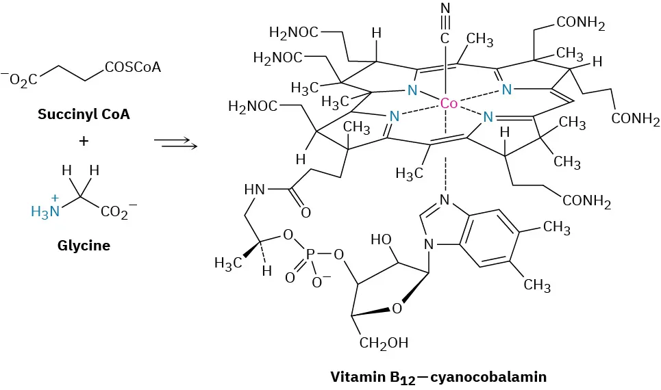 Succinyl coenzyme A reacts with glycine to form vitamin B 1 2-cyanocobalamin. Cobalt is linked to a porphyrin ring in the structure.