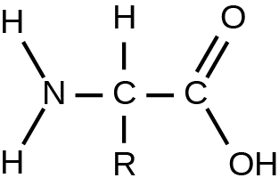 The generic structure of amino acids is shown. A nitrogen atom is single bonded to two hydrogen atoms and one carbon atoms. The carbon atom is single bonded to one hydrogen atom, one R atom, and one carbon atom. R represents different carbon-based side chains. The carbon atom is double bonded to one oxygen atom and single bonded to a hydroxide atom.
