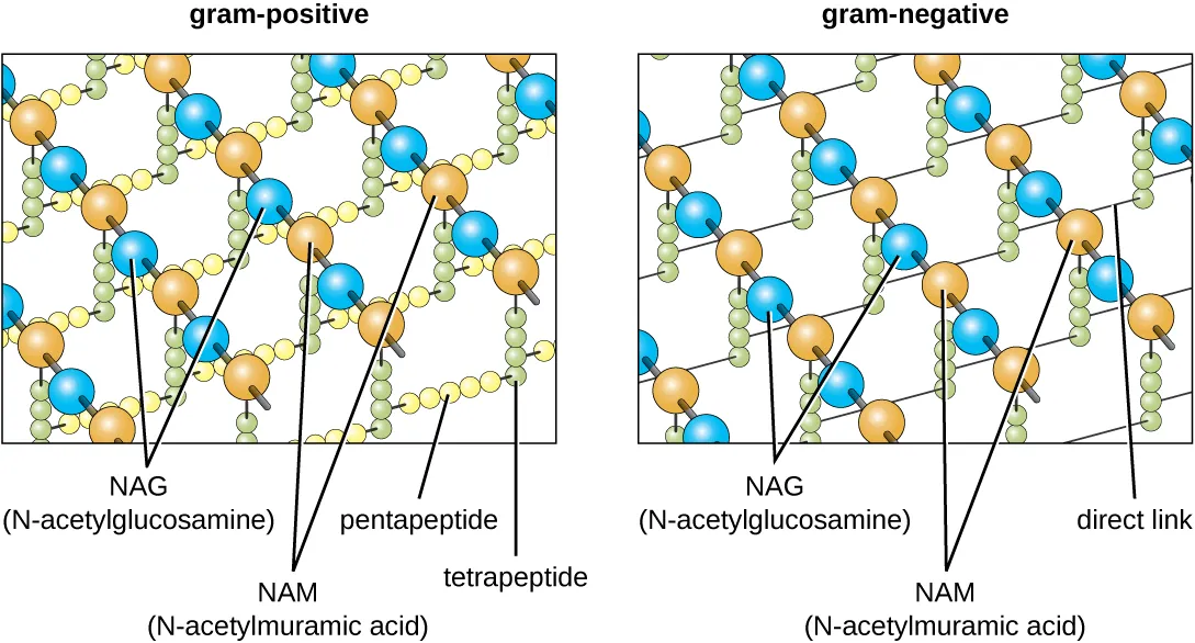 Diagram of the gram-positive cell wall. Description below.