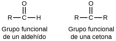 Se muestran cinco estructuras. La primera es un átomo de C con un grupo R enlazado a la izquierda y un átomo de H a la derecha. Un átomo de O está doblemente enlazado sobre el átomo de C. Esta estructura está marcada como "grupo funcional de un aldehído". La segunda estructura muestra un átomo de C con grupos R enlazados a la izquierda y a la derecha. Un átomo de O está doblemente enlazado sobre el átomo de C. Esta estructura está marcada como "grupo funcional de una cetona". La tercera estructura se parece exactamente al grupo funcional de una cetona. La cuarta estructura está marcada como C H subíndice 3 C H O. También está marcada como "un aldehído" y "etanal (acetaldehído)". Esta estructura tiene un átomo de C al que se enlazan 3 átomos de H por encima, por debajo y a la izquierda. En rojo, a la derecha de este átomo de C, se une un átomo de C que tiene un átomo de O doblemente enlazado por encima y un átomo de H enlazado a la derecha. El átomo de O tiene dos conjuntos de puntos de electrones. La quinta estructura está marcada como C H subíndice 3 C O C H subíndice 2 C H subíndice 3. También está marcada como "una cetona" y "butanona". Esta estructura tiene un átomo de C al que se enlazan 3 átomos de H por encima, por debajo y a la izquierda. A la derecha, en rojo, hay un átomo de C al que está unido un átomo de O en doble enlace. El átomo de O tiene dos conjuntos de puntos de electrones. A la derecha de este átomo de C rojo, y en negro, hay una cadena de dos átomos de carbono con átomos de H unidos por encima, por debajo y a la derecha.