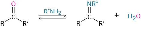 An R, R prime carbonyl reacts with N H 2 R double prime to form imine: C bonded to R, R prime, and double bonded to N R double prime.