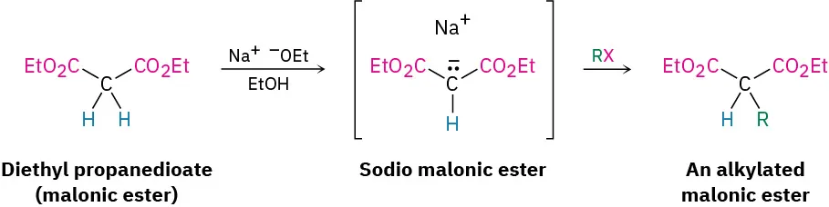 Diethyl propanedioate reacts with sodium ethoxide in ethanol to form an intermediate sodio malonic ester, which reacts with R X to form an alkylated malonic ester as the product.