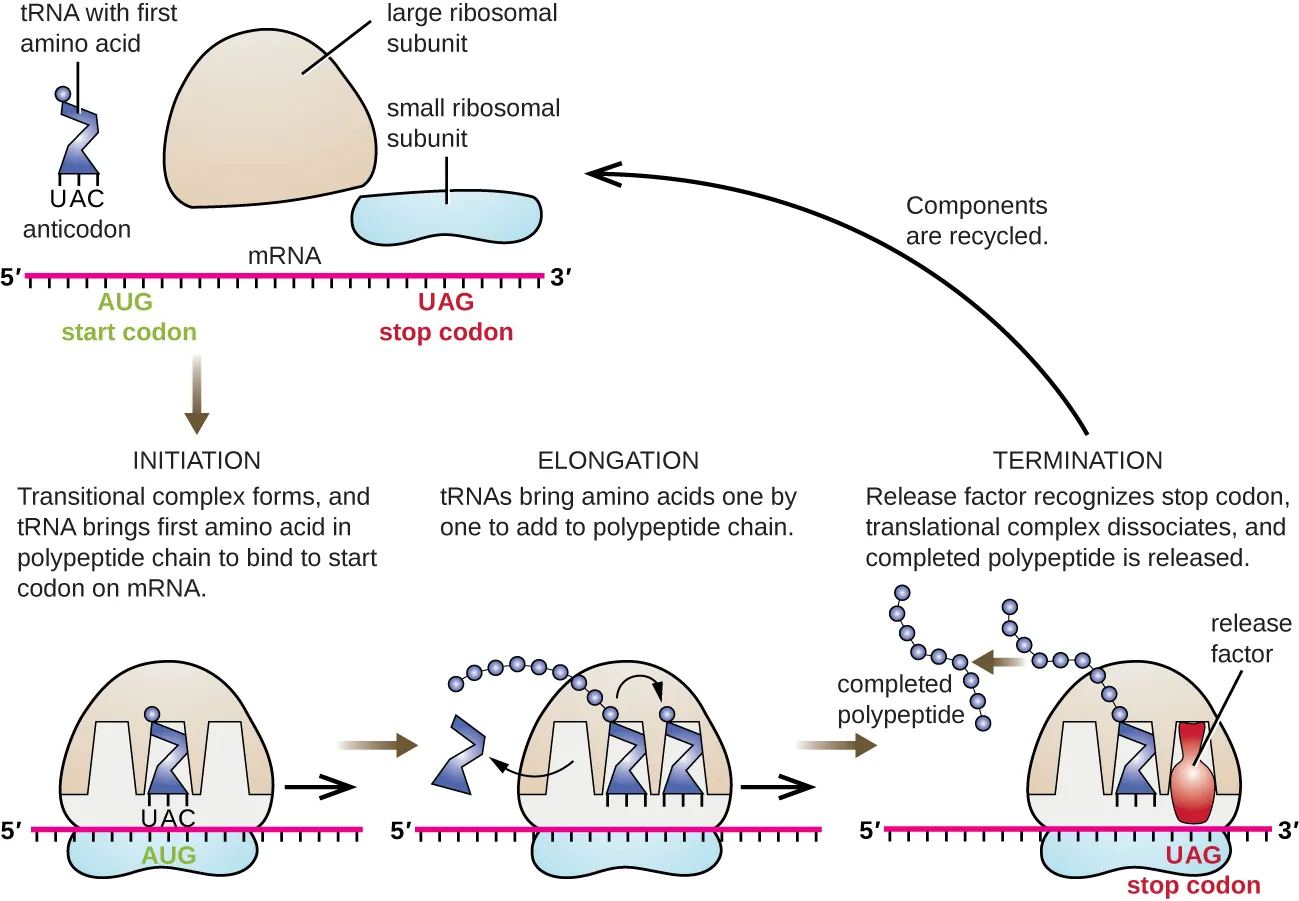 Diagram showing translation. Description below.