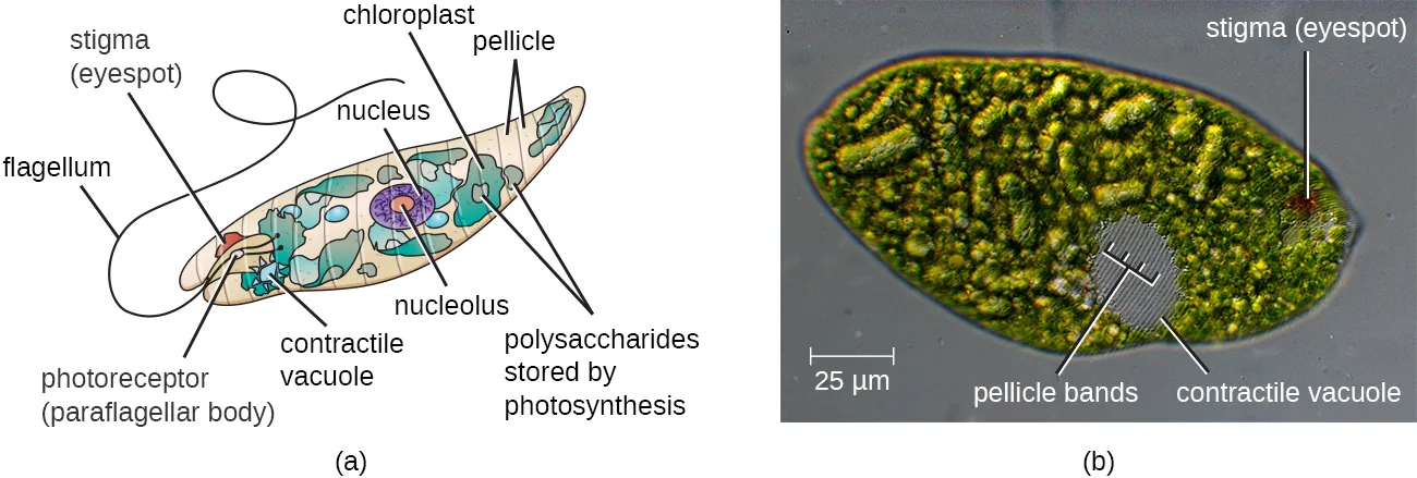 Euglena cell. Description below.