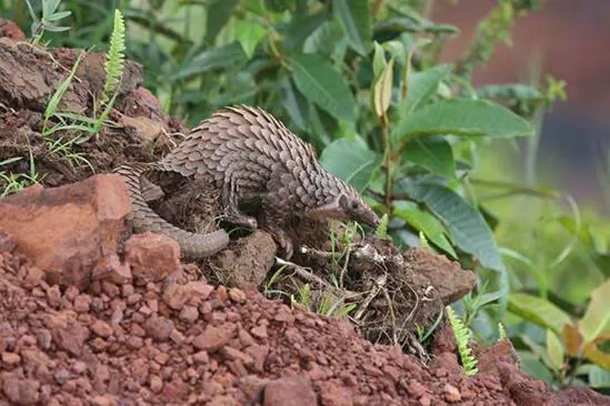 A color photograph of a small rat-shaped animal with large scales, a long tail, and a long snout. This one is walking across a muddy space of ground with plants in the background.