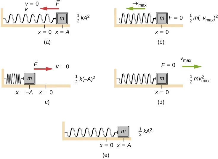 Ruch i energia ciała o masie m, połączonego z poziomą sprężyną o współczynniku sprężystości k, w różnych położeniach ciała. Rysunek (a) przedstawia ciało w położeniu x = A, które znajduje się na prawo od punktu x =0, prędkość ciała wynosi v=0. Sprężyna jest rozciągnięta. Siła działająca na ciało jest skierowana w lewo. Wykres jest opisany jako 1/2 k A do kwadratu. (b) Ciało znajduje się w położeniu x = 0 i porusza się w kierunku ujemnych wartości x z prędkością –v sub max. Sprężyna jest zwolniona. Siła działająca na ciało wynosi zero. Wykres jest opisany jako 1/2 mv sub max do kwadratu. (c) Ciało znajduje się w położeniu minus A, które znajduje się na lewo od x = 0, prędkość wynosi v =0. Sprężyna jest ściśnięta. Siła F jest skierowana w prawo. Wykres jest opisany jako 1/2 k minus A do kwadratu. (d) Ciało znajduje się w położeniu x = 0 i porusza się zgodnie z kierunkiem osi x z prędkością plus v sub max. Sprężyna jest zwolniona. Siła działająca na ciało wynosi zero. Wykres jest opisany jako 1/2 m v sub max do kwadratu. (e) Ciało znowu znajduje się w położeniu x = A, które znajduje się na prawo od x =0. Wykres jest opisany jako 1/2 k A do kwadratu.