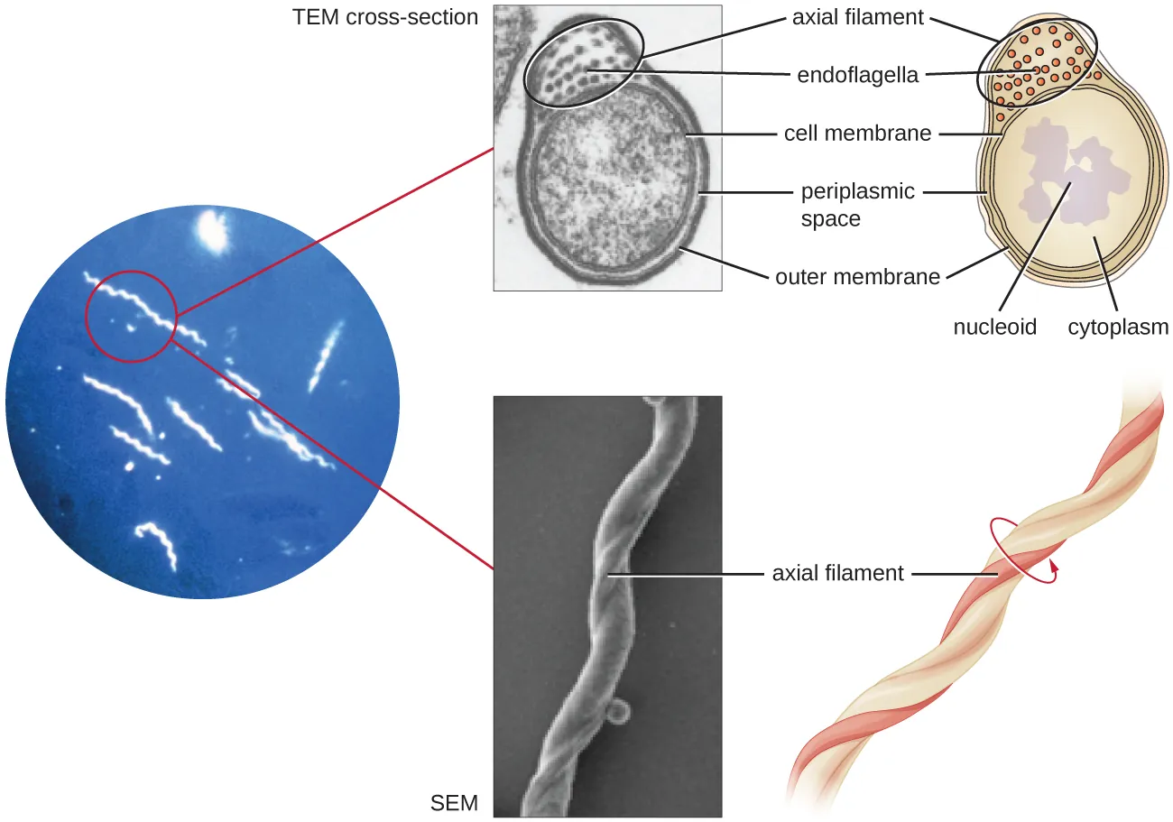 Spirochetes. Description below.