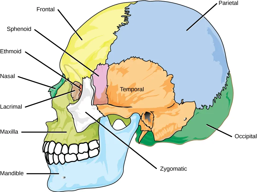 The bones of the skull are shown from the side. The mandible is the lower jaw bone. The maxilla is superior to the mandible, comprising the upper lip and side of the nasal region. The nasal bone is anterior. The lacrimal is on the inside of the eye socket. The ethmoid is posterior to the lacrimal.  The frontal bone is large, and takes up the forehead region. The zygomatic, or cheekbone, is lateral to the eye socket. The sphenoid is just behind the zygomatic. The temporal bone makes up much of the side of the skull. The parietal is large, taking up much of the top and rear portions of the skull. The occipital bone makes up the lower back of the skull.
