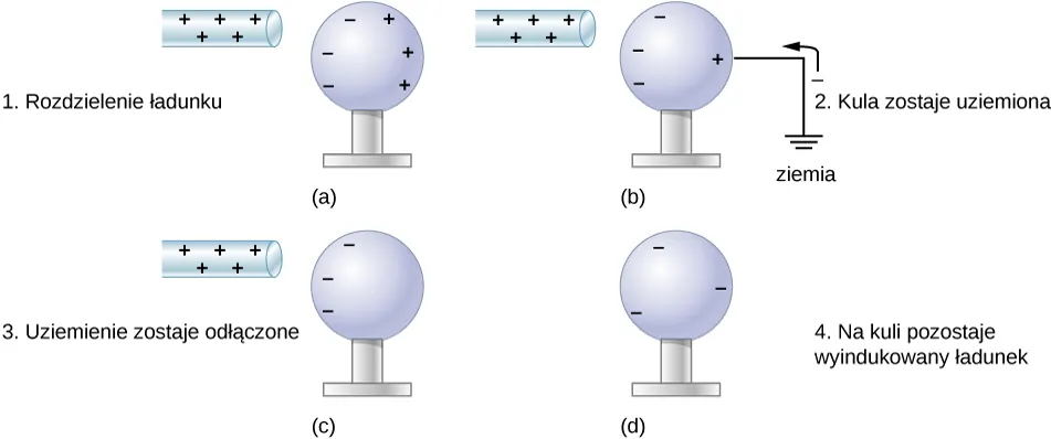 W części a rysunku, pałeczka z narysowanymi znakami plus została umieszczona w pobliżu obojętnej elektrycznie metalowej kuli. Na powierzchni kuli, bliskiej pałeczki, narysowane są znaki minus, a na przeciwległej powierzchni znaki plus. W części b, kula zostaje uziemiona za pomocą drutu połączonego z powierzchnią najbardziej oddaloną od pałeczki. Pokazany jest ładunek ujemny przepływający z ziemi do kuli. Ładunki ujemne na powierzchni kuli w pobliżu pręta pozostają niezmienione, ale w miejscu gdzie podłączono uziemienie zmalała liczba ładunków dodatnich. W części c, kula zostaje odłączona od ziemi. Pałeczka z narysowanymi znakami plus znajduje się w pobliżu jednej z powierzchni kuli, na której są pokazane ładunki ujemne, a na przeciwległej powierzchni nie ma pokazanych żadnych ładunków. W części d, nie ma dodatnio naładowanej pałeczki i kula ma narysowane znaki minus jednorodnie rozmieszczone na jej powierzchni.