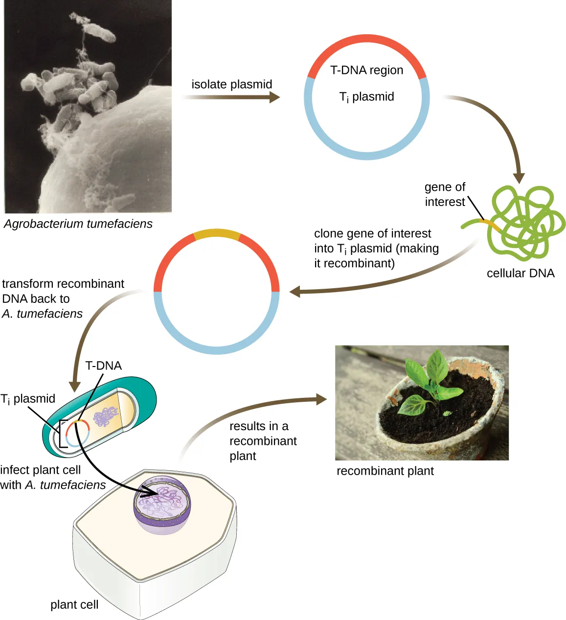 A diagram of transformation of a plant cell using the Ti plasmid. Description below.
