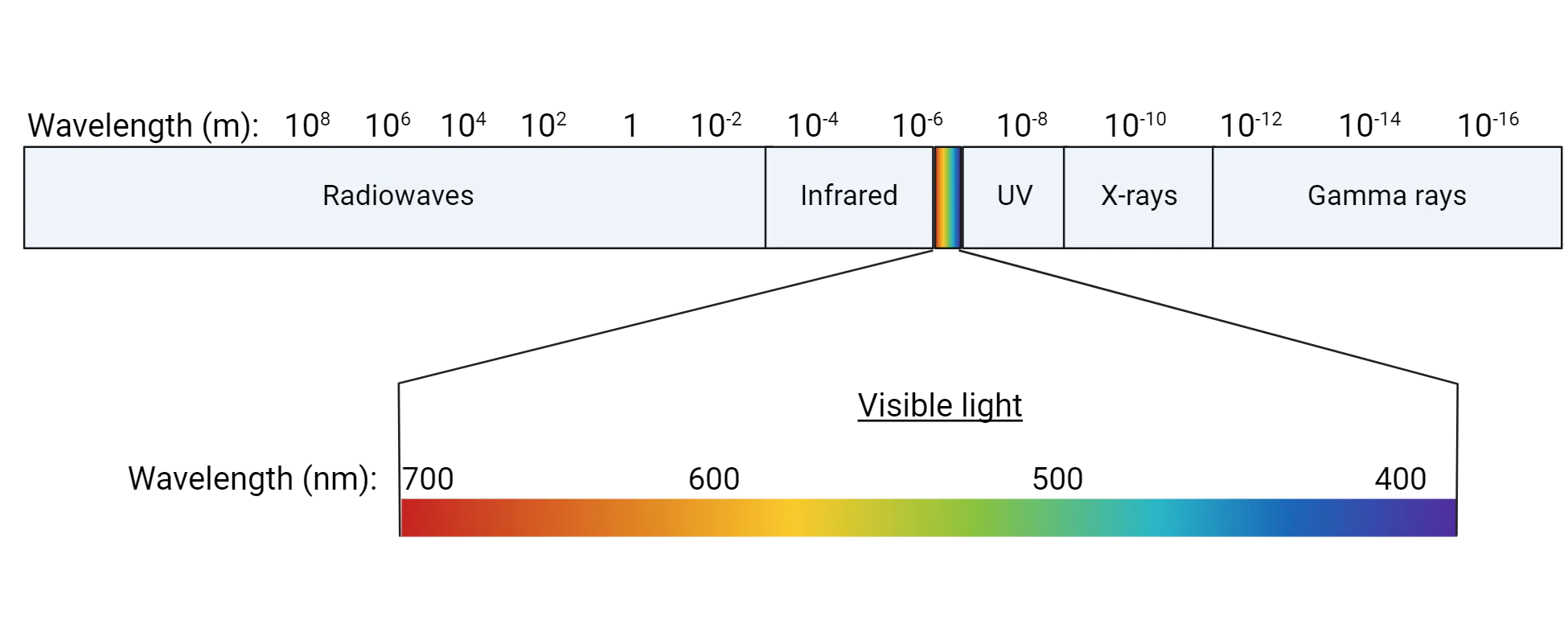Diagram showing categories of wavelengths of light (longest to shortest): radio waves, infrared, visible, UV, X-rays, gamma rays). The visible spectrum is expanded to show red (700 nm), orange (600 nm), green (500 nm), purple (400 nm).