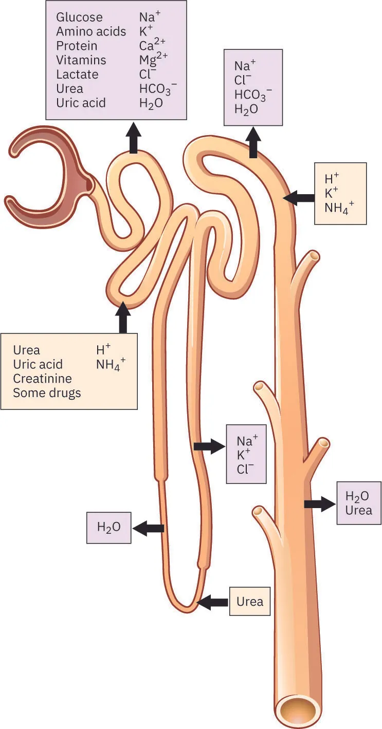 An illustration of the renal system with the following labels: Glucose: Na+, Amino acids: K+, Protein: Ca2+, Vitamines: Mg2+, Lactate: Cl-, Urea: HCO3-, Uric acid: H2O; Na+, Cl-, HCO3-, H2O; H+, K+, NH4+; Urea, Uric acid, Creatine, Some drugs, H+, NH4+; Na+, K+, Cl-; H2O, Urea; H2O; Urea