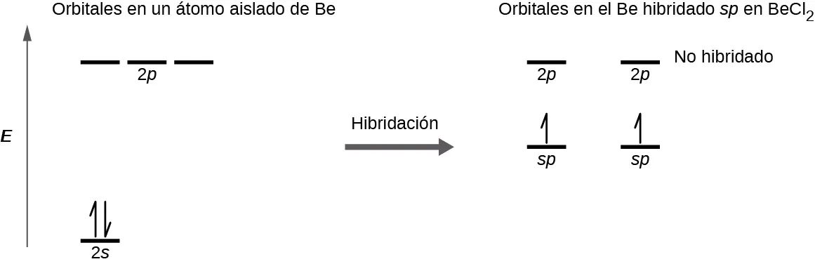 Se muestra un diagrama en dos partes, conectadas por una flecha hacia la derecha marcada como "Hibridación". El diagrama de la izquierda muestra una flecha hacia arriba marcada como "E". En la parte inferior derecha de la flecha hay una línea corta y horizontal marcada como "2 s", que tiene dos medias flechas verticales orientadas hacia arriba y hacia abajo. En la parte superior derecha de la flecha hay una serie de tres líneas horizontales cortas marcadas como "2 p". Sobre estos dos conjuntos de líneas se encuentra la frase "Orbitales en un átomo aislado de B e". El lado derecho del diagrama muestra dos líneas horizontales cortas colocadas a mitad de camino en el espacio y cada una marcada como "s p". En cada línea se dibuja verticalmente una media flecha hacia arriba. Sobre estas líneas hay otras dos cortas y horizontales, cada una de ellas marcada como "2 p". Sobre estos dos conjuntos de líneas se encuentra la frase: "Orbitales en el s p hibridado B e en B e C l subíndice 2".