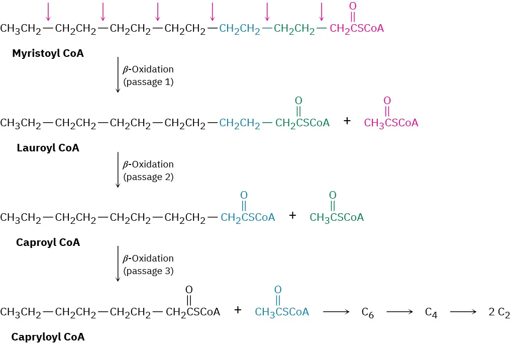 Myristoyl-coenzyme A  is converted via beta-oxidation to lauroyl-coenzyme A, further beta-oxidation provided caproyl-coenzyme A, which undergoes a final beta-oxidation to form capryloyl-coenzyme A.
