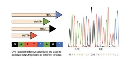 Part A shows a template D N A strand and newly synthesized strands that were generated in the presence of dideoxynucleotides that terminate the chain at different points to generate fragments of different sizes. Each dideoxynucleotide is labeled a different color. Part B shows a sequence readout that was generated after the D N A fragments were separated on the basis of size. The color of the fragment indicates the identity of the nucleotide at the end of a given fragment. By reading the colors in order, the D N A sequence can be determined.