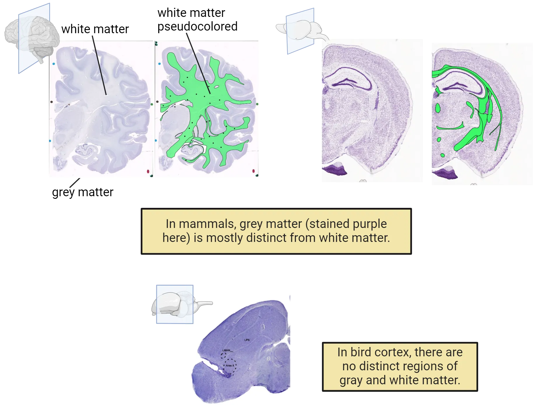Three part image. 1) Microscopy image of a one half of a human brain coronal slice with a blue stain that shows dense staining at the edges and center of the tissue and with more light tissue between the dark layers. It is paired with an image where the white matter in the middle is highlighted in green. 2) Microscopy image of a one half of a mouse brain coronal slice with a purple stain that shows dense staining at the edges and center of the tissue and with more light tissue between the dark layers. It is paired with an image where the white matter is highlighted in green. 3) Microscopy image of a one half of a bird brain sagittal slice with a purple stain that diffuse purple stain throughout the slice, with no distinct regions of gray and white matter.