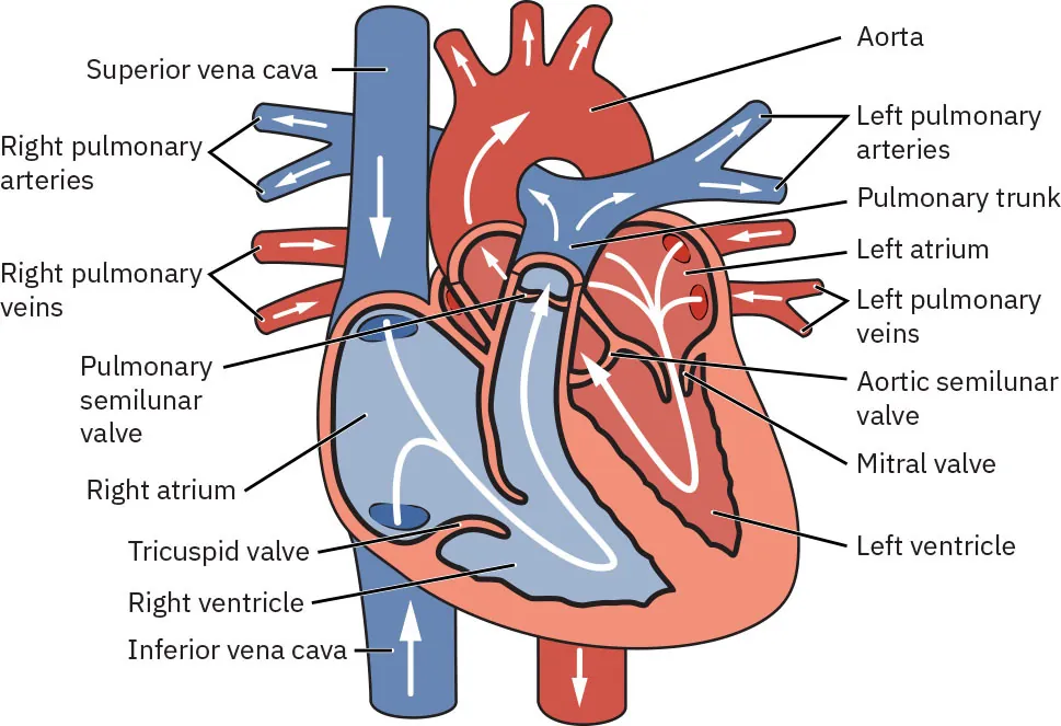 Blood flow through heart, labeling Superior/Inferior vena cava, Right/Left pulmonary arteries/veins, Pulmonary semilunar valve, Right/Left atrium, Tricuspid valve, Right/Left ventricle, Aorta, Pulmonary trunk, Aortic semilunar valve, Mitral valve.