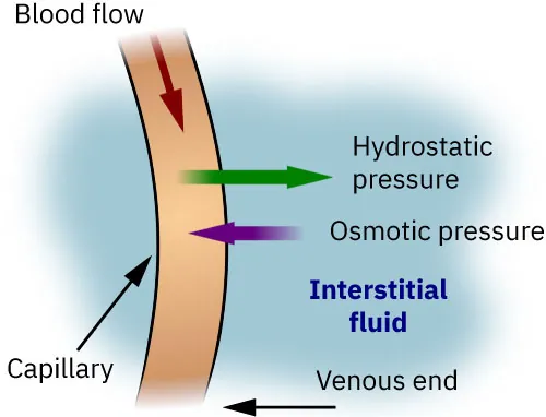 Graphic showing capillary microcirculation.