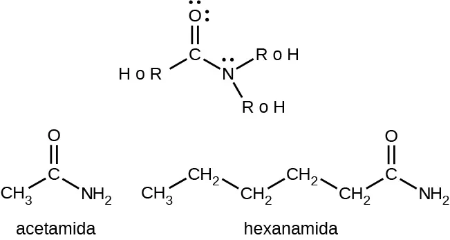 Esta figura muestra tres estructuras. Se ofrecen dos ejemplos. La estructura básica tiene un átomo de H o un grupo R enlazado a un átomo de C que está doblemente enlazado a un átomo de O. El átomo de O tiene dos conjuntos de puntos de electrones. El átomo de C está enlazado a un átomo de N que a su vez está enlazado a dos grupos R o a dos átomos de H. El átomo de N como un conjunto de puntos de electrones. La siguiente estructura incluye la acetamida, que tiene un átomo de C H subíndice 3 enlazado a un átomo de C con un átomo de O doblemente enlazado. El segundo átomo de C también está enlazado a un átomo de N H subíndice 2. La hexanamida tiene una cadena de hidrocarburos de longitud 6 que incluye todos los enlaces simples. Aquí se muestra la estructura condensada. Al sexto átomo de C en el extremo derecho de la cadena, un átomo de O está doblemente enlazado y un grupo de N H subíndice 2 tiene un enlace simple.