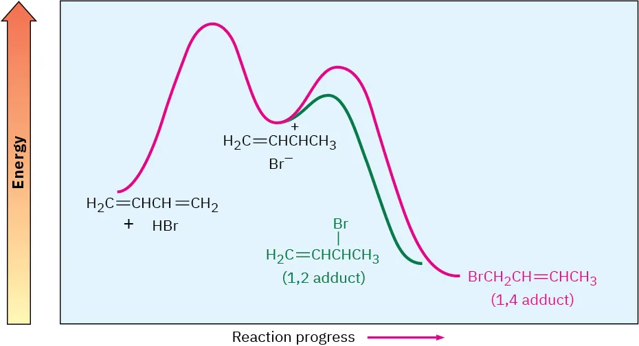 Energy diagram shows curve for 1,4-adduct formation has two maxima, the first being higher. The curve for 1,2 adduct initiates from trough of first curve and ends higher in energy than the first curve.