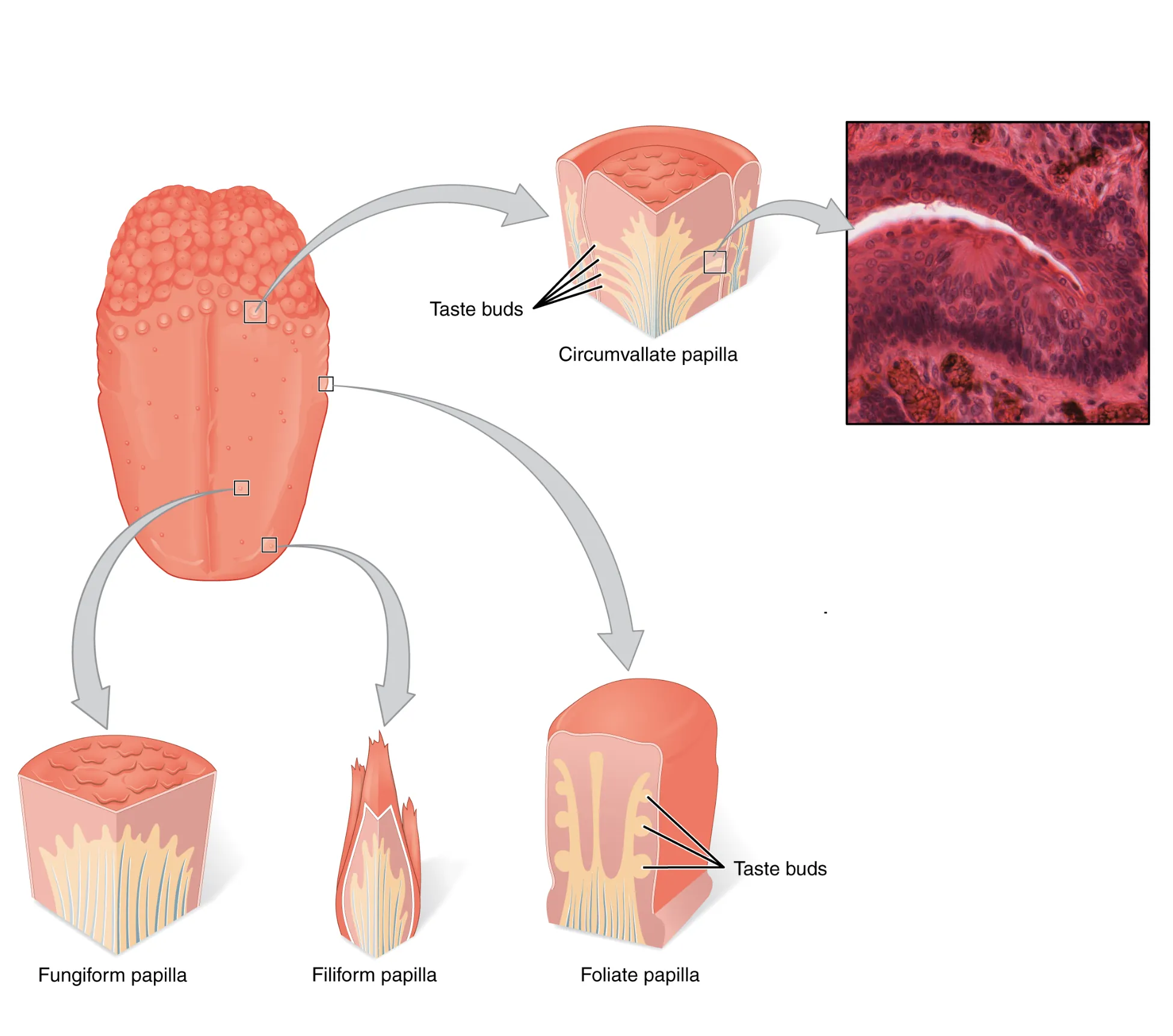 The left panel shows the image of a tongue with callouts that show magnified views of different parts of the tongue. The top right panel shows a micrograph of the circumvallate papilla.