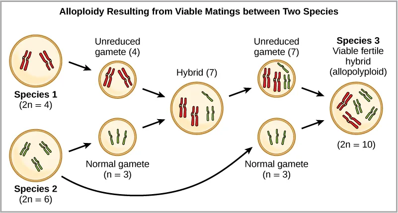 Alloploidy results from viable matings between two species with different numbers of chromosomes. In the example shown, species one has three pairs of chromosomes, and species two has two pairs of chromosomes. When a normal gamete from species one (with three chromosomes) fuses with a polyploidy gamete from species two (with two pairs of chromosomes), a zygote with seven chromosomes results. An offspring from this mating produces a polyploid gamete, with seven chromosomes. If this polyploid gamete fuses with a normal gamete from species one, with three chromosomes, the resulting offspring will have ten viable chromosomes.