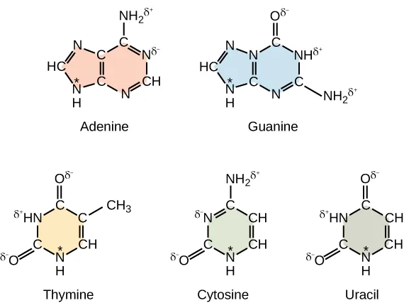 Five molecules are shown. The first one is labeled Adenine and begins with a H C double lines N single line C single line C single line N H 2 double lines N single line C H double line N single line C single line N H asterisk single line beginning H C. The second molecule is labeled Guanine and begins with H C double line N single line N single line C double line O single line N H single line C single line N H 2 double line N single line C single line N H single line H C. The third molecule is labeled Thymine and begins with O double line C single line H N single line C double line O single line C single line C H 3 double line C H single line N H. The fourth molecule is labeled Cytosine and begins with O double line C single line N double line C single line N H 2 single line C H double line C H single line N H single line C. The fifth molecule is labeled Uracil and begins with O double line C single line H N single line C double line O single line C H double line C H single line N H single line C.
