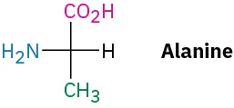 Structure of L-alanine. It contains amine and carboxylic acid groups attached to central carbon atom also carrying methyl group side chain. Amine is to the left of Fischer projection.