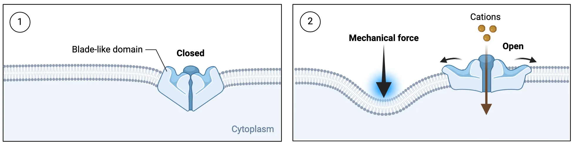 Two part diagram showing cross section of a cell membrane with a piezo channel in it. On the left, the channel is closed. On the right, a mechanical force pushes the membrane down and the piezo channel is pulled open. Cations flow into the cell.