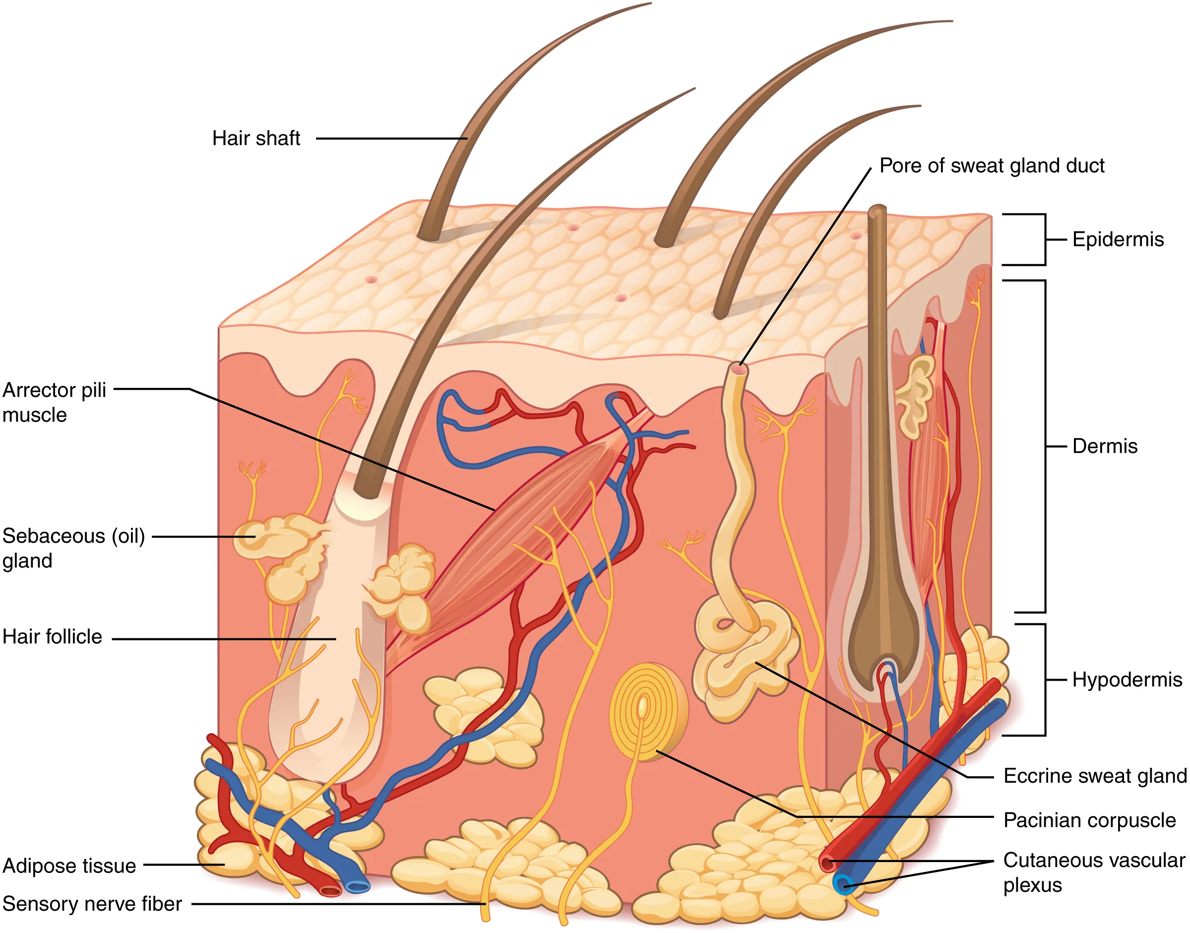 This illustration shows a cross section of skin tissue. The outermost layer is called the epidermis, and occupies one fifth of the cross section. Several hairs are emerging from the surface. The epidermis dives around one of the hairs, forming a follicle. The middle layer is called the dermis, which occupies four fifths of the cross section. The dermis contains an erector pilli muscle connected to one of the follicles. The dermis also contains an eccrine sweat gland, composed of a bunch of tubules. One tubule travels up from the bunch, through the epidermis, opening onto the surface a pore. There are two string-like nerves travelling vertically through the dermis. The right nerve is attached to a Pacinian corpuscle, which is a yellow structure consisting of concentric ovals similar to an onion. The lowest level of the skin, the hypodermis, contains fatty tissue, arteries, and veins. Blood vessels travel from the hypodermis and connect to hair follicles and erector pilli muscle in the dermis.