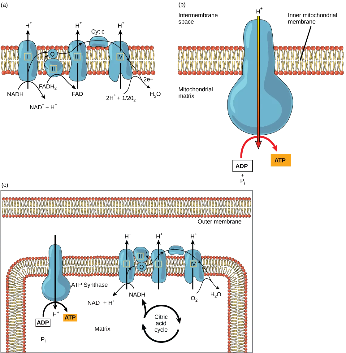 Part a: This illustration shows the electron transport chain embedded in the inner mitochondrial membrane. The electron transport chain consists of four electron complexes. Complex I oxidizes NADH to NAD+ and simultaneously pumps a proton across the membrane into the intermembrane space. The two electrons released from NADH are shuttled to coenzyme Q, then to complex III, to cytochrome c, to complex IV, then to molecular oxygen. In the process, two more protons are pumped across the membrane into the intermembrane space, and molecular oxygen is reduced to form water. Complex II removes two electrons from FADH2, thereby forming FAD. The electrons are shuttled to coenzyme Q, then to complex III, cytochrome c, complex I, and molecular oxygen as in the case of NADH oxidation. Part b: This illustration shows an ATP synthase enzyme embedded in the inner mitochondrial membrane. ATP synthase allows protons to move from an area of high concentration in the intermembrane space to an area of low concentration in the mitochondrial matrix. The energy derived from this exergonic process is used to synthesize ATP from ADP and inorganic phosphate. Part c: This illustration shows the electron transport chain and ATP synthase enzyme embedded in the inner mitochondrial membrane, and the citric acid cycle in the mitochondrial matrix. The citric acid cycle feeds NADH and FADH2 into the electron transport chain. The electron transport chain oxidizes these substrates and, in the process, pumps protons into the intermembrane space. ATP synthase allows protons to leak back into the matrix and synthesizes ATP.