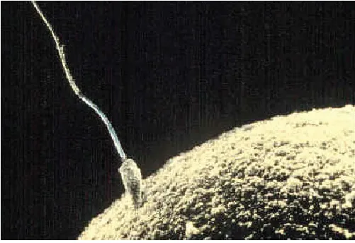 Image of sperm entering an egg.