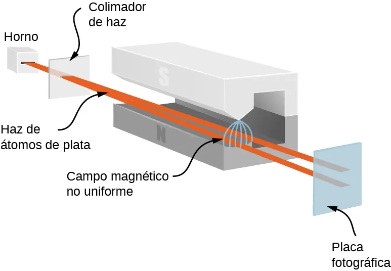 La figura muestra una ilustración de un experimento de Stern Gerlach. Un haz de átomos de plata sale de un horno y es colimado al pasar por una rendija. El haz colimado entra en un imán. Al pasar entre los polos del imán, el campo magnético no uniforme hace que el haz se divida en dos. Una parte se mueve en dirección al polo norte, la otra en dirección al polo sur. Los dos haces salen del imán y chocan con una placa fotográfica en dos lugares distintos.