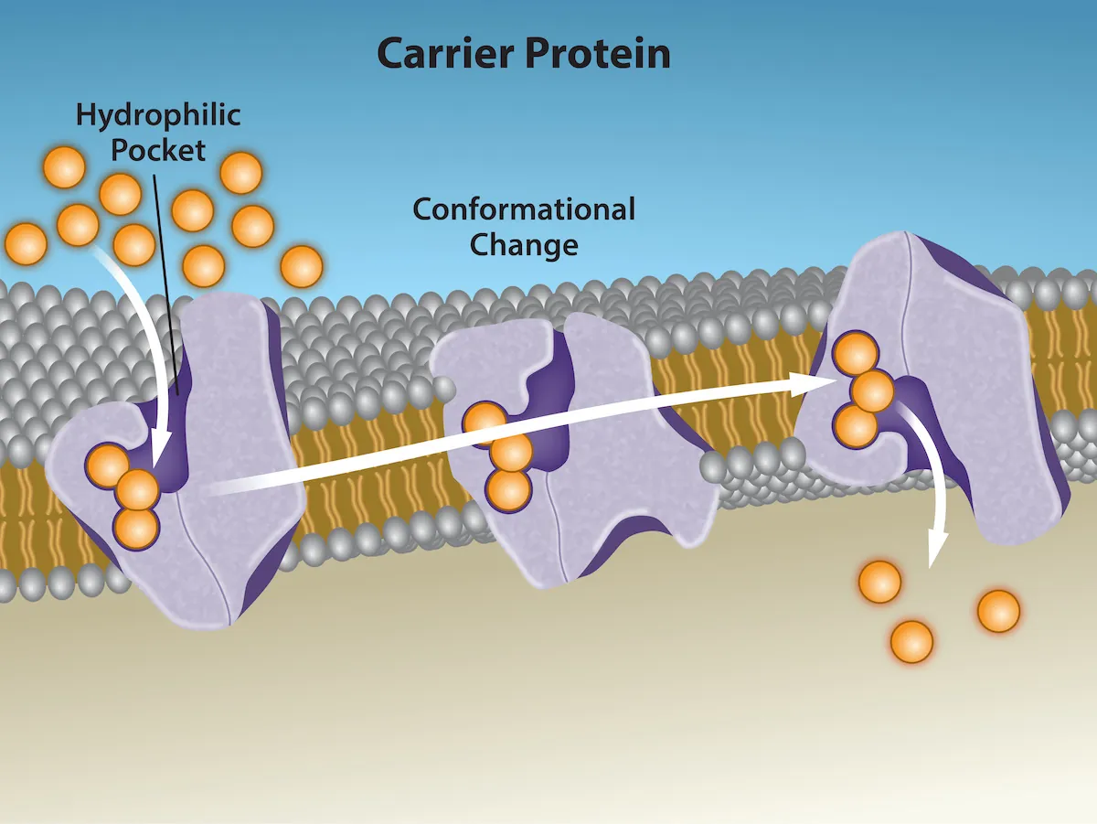This illustration shows a carrier protein embedded in the membrane with an opening that initially faces the extracellular surface, labeled the hydrophilic pocket. After a substance binds the carrier, it changes shape so that the opening faces the cytoplasm. The change is labeled conformational change. After, the substance is released.