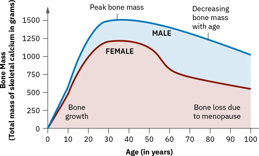 Graph showing bone mass fluctuations. Bone growth from age 0-30; peak bone mass around 35 years. Decreasing bone mass with age in males after 40; from menopause in females after 50.