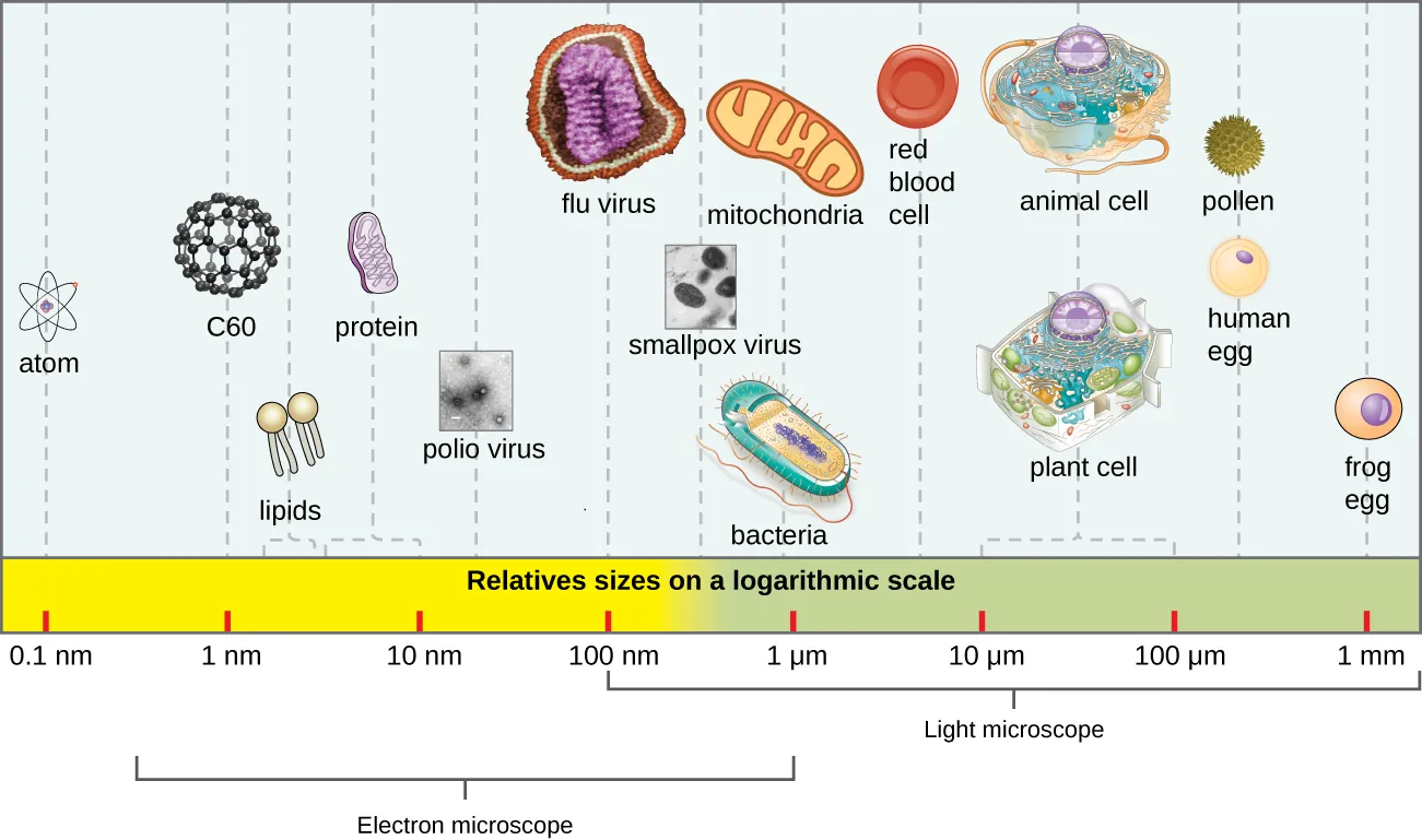A scale showing sizes of various sentities. Description below.
