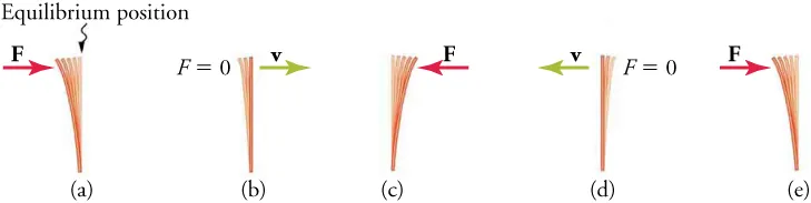 Four diagrams are shown, side-by-side, labeled a, b, c, d, and e. They show the sideways motion of a ruler that has been flicked. The vertical position of the ruler is labeled equilibrium position. A right-pointing force vector is shown on diagram a. A right-facing velocity vector and F equals zero is shown on b. A left-pointing force vector is shown on diagram c. A left-facing velocity vector and F equals zero is shown on d. A right-pointing force vector is shown on diagram e.