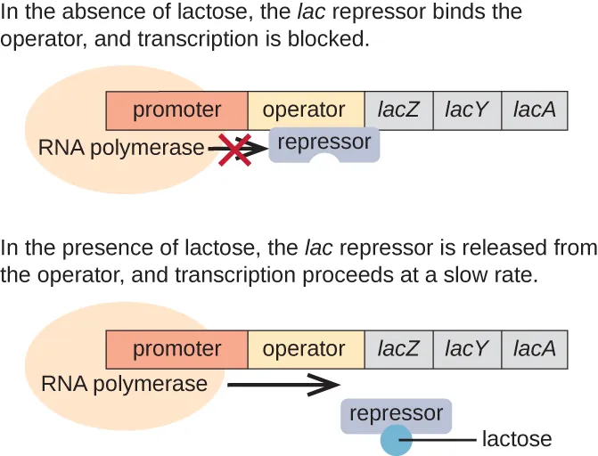 A diagram of the lac operon. Description below.