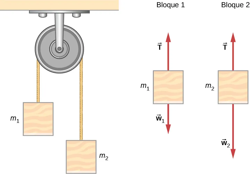 La máquina de Atwood consta de masas suspendidas a ambos lados de una polea mediante una cuerda que pasa por encima de la polea. En la figura, la masa m sub 1 está a la izquierda y la masa m sub 2 a la derecha. El diagrama de cuerpo libre del bloque uno muestra la masa uno con el vector de fuerza T que apunta verticalmente hacia arriba y el vector de fuerza w sub uno apunta verticalmente hacia abajo. El diagrama de cuerpo libre del bloque dos muestra la masa dos con el vector de fuerza T que apunta verticalmente hacia arriba y el vector de fuerza w sub dos apunta verticalmente hacia abajo.