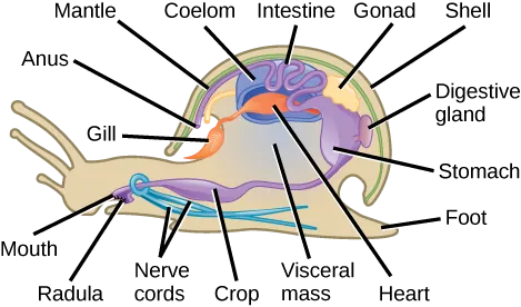 The illustration shows a cross-section of a snail. The body of the snail is called the visceral mass. The mouth leads to the stomach and intestines, which are located dorsally in the visceral mass, and then to the anus, which opens into the cavity inside the mantle at the front of the shell. A digestive gland connects to the stomach. Two nerve cords wrap around the esophagus and extend back along the bottom of the animal. The heart is located near the stomach, and is connected to the gill in the front mantle cavity. The coelom is near the heart and gills. The visceral mass is surrounded by a mantle. A shell covers the mantle.