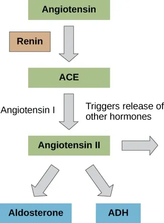 A flow diagram begins with angiotensin. Renin converts angiotensin into ACE. The enzyme angiotensin 1 converts ACE into angiotensin 2, which triggers the release of other hormones. Angiotensin 2 triggers the release of aldosterone and ADH.