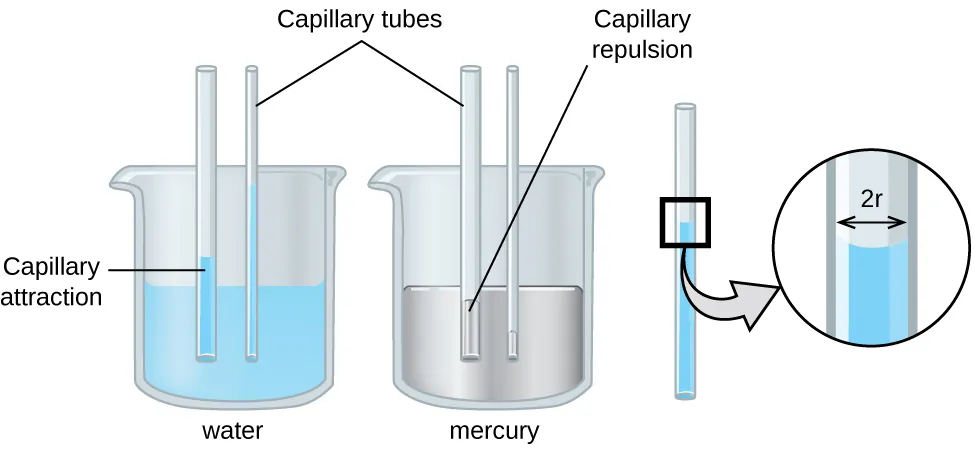 An image of two beakers and a tube is shown. The first beaker, drawn on the left and labeled “Water,” is drawn half-full of a blue liquid. Two open-ended capillary tubes are placed vertically in the beaker and inserted into the liquid. The liquid is shown higher in the tubes than in the beaker and is labeled “Capillary attraction.” The second beaker, drawn in the middle and labeled “Mercury,” is drawn half-full of a gray liquid. Two open-ended capillary tubes are placed vertically in the beaker and inserted into the liquid. The liquid is shown lower in the tubes than in the beaker and is labeled “Capillary repulsion.” Lines point to the vertical tubes and label them “Capillary tubes.” A separate drawing of one of the vertical tubes from the first beaker is shown on the right. A right-facing arrow leads from the liquid in the tube to a square call-out box that shows a close-up view of the liquid’s surface. The distance across the tube is labeled “2 r” in this image.