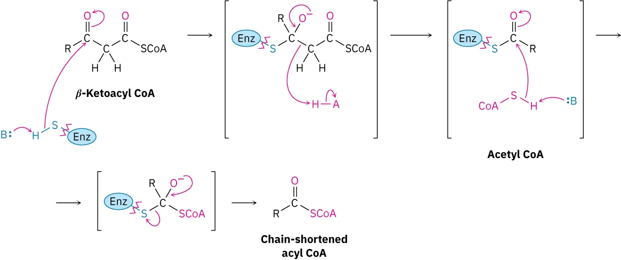 An enzyme base reacts with beta-ketoacyl-coenzyme A to form an alkoxide ion intermediate that expels acetyl CoA and another intermediate that leads to chain-shortened acyl-coenzyme A.