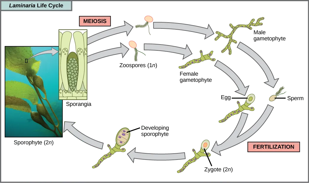 The life cycle of the brown algae, Laminaria, begins when sporangia undergo meiosis, producing 1n zoospores. The zoospores undergo mitosis, producing multicellular male and female gametophytes. The female gametophyte produces eggs, and the male gametophyte produces sperm. The sperm fertilizes the egg, producing a 2n zygote. The zygote undergoes mitosis, producing a multicellular sporophyte. The mature sporophyte produces sporangia, completing the cycle. A photo inset shows the sporophyte stage, which resembles a plant with long, flat blade-like leaves attached to green stalks via bladder-like connections. Both the blade and stalks are submerged. Sporangia are associated with the leaf-like structures.