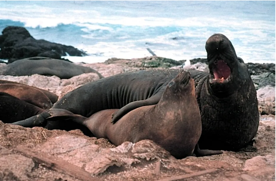 Photo of a large male elephant seal next to a much smaller female.